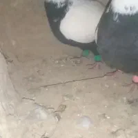 سینه‌دم‌سیاه‌کاکلی‌
