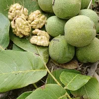 گردو تویسرکان