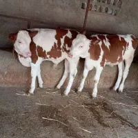 انواع گوساله پرواری درجه یک قیمت مناسب