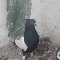 افغانی سینه سیاه کله  و.... گرفتنی توحید شهر