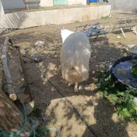 قوچ محلی|حیوانات مزرعه|قلعه قاضی, |دیوار