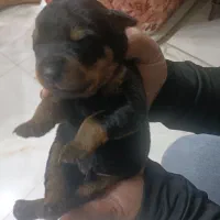 سگ نژاد روتوایلر