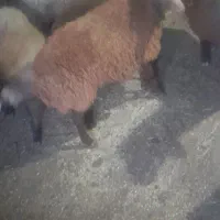 گوسفند|حیوانات مزرعه|کوراییم, |دیوار