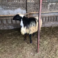 گوسفند نر جوون بسیار عای|حیوانات مزرعه|قائم‌شهر, |دیوار