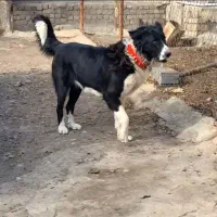 سگ قدرجونی نگهبان|سگ|قم, الغدیر|دیوار