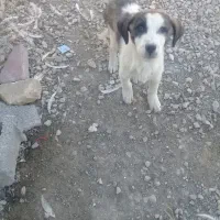 واگذاری چند عدد تو ل ه سگ