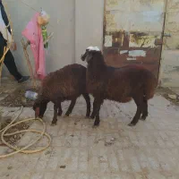 بره نر قوچی و پرواری|حیوانات مزرعه|تربتحیدریه, حاجی یار|دیوار