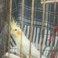 عروس هلندی یک و نیم ساله با قفس