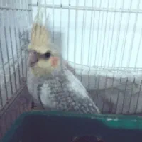 عروس نر ،تقریبا ۴ماهه