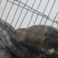 سهره  نر اروپایی