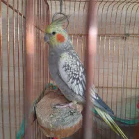 عروس هلندی رام و دستی