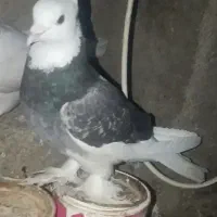 کبوتر تزیینی نر