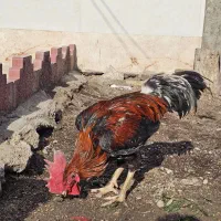 خروس لاری|حیوانات مزرعه|قزوین, |دیوار