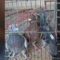 کبوتر پلاکی و کاشونی دمیگر نر|پرنده|فلاورجان, |دیوار