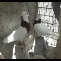 فرش طوقی نرماده.وسینه واز.وچند جفت مفلق سفید.