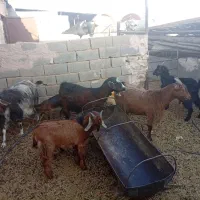 بره باکره بزابستن|حیوانات مزرعه|یزد, |دیوار