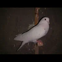 گم شده جوانه دوکت مگس باخت خورده