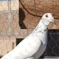 کبوتر|پرنده|خاش, |دیوار