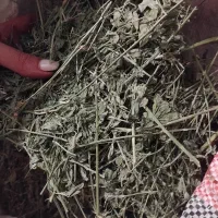 یونجه درجه یک