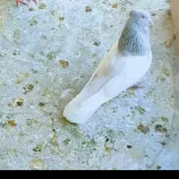کفتر