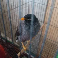 مرغ مینا