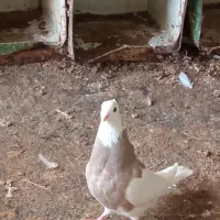 طوقی ماده بدون خطا
