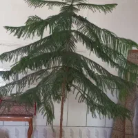 گل و گیاه کاج مطبق
