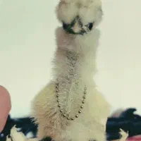 یک عدد بد خواه