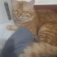 واگذاری گربه