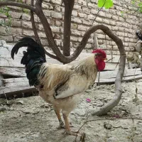 خروس لاری دورگ