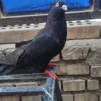 کبوتر زاغ آبادانیط|پرنده|اهواز, کوی طلاب|دیوار