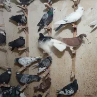 دسته کفتری|پرنده|شیراز, پانصد دستگاه ارتش|دیوار