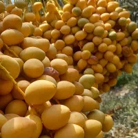 خارک و رطب درشت