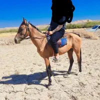 اسب کرد|اسب و تجهیزات اسبسواری|زنجانرود, |دیوار