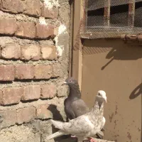 کفتر