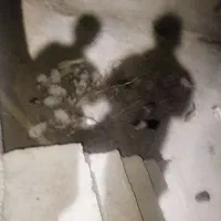 خرگوش|موش و خرگوش|یاسوج, |دیوار