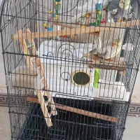 عروس هلندی با سبد لانه|پرنده|شراء, |دیوار