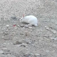 خرگوش|موش و خرگوش|ایذه, |دیوار