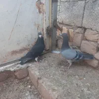 کبوتر پلاکی