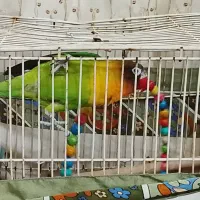 یک جفت کوتوله