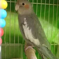 عروس هلندی آهویی نر|پرنده|مشهد, هفده شهریور|دیوار