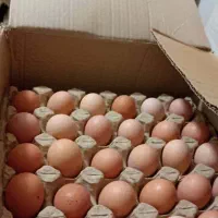 تخم‌مرغ بومی|خوردنی و آشامیدنی|نجف‌آباد, شریعتی غربی|دیوار