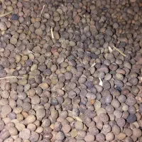 فروش سیاه دانه
