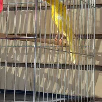 پرنده قناری|پرنده|کوهبنان, |دیوار