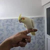 عروس هلندی|پرنده|پلدشت, |دیوار