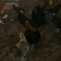 فروش مرغ خروس