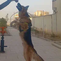 واگذاری ژرمن