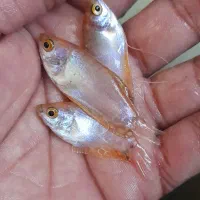 ماهی اسکار،گوارامی،پرت پلار