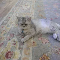 گربه بریتیش نر|گربه|زنجان, |دیوار