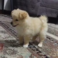 پامر 3ماهه